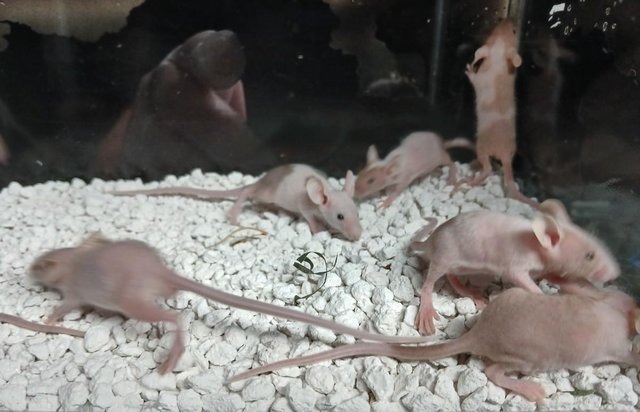 Image 8 of Naked Mice , Males and Females