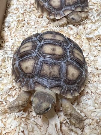 Image 4 of Uk bred Sulcata Tortoise Hatchlings