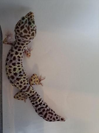 Image 2 of Normal Leopard Gecko (Male)