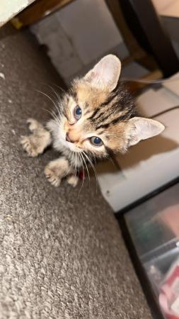 Image 1 of male and female tabby kittens for sale
