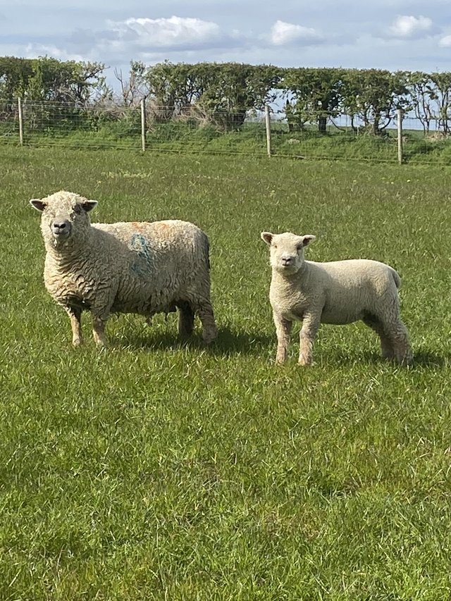 Preview of the first image of Southdown ewe and lambs for sale.