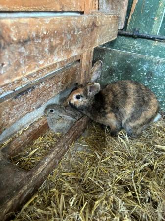 Image 4 of Harlequin X New Zealand Brown Bunny - Unsexed