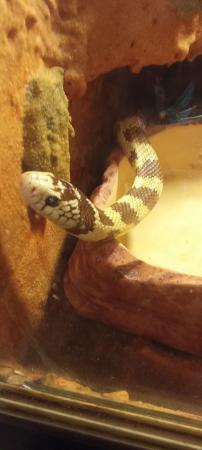 Image 1 of Californian king snakecream and brown