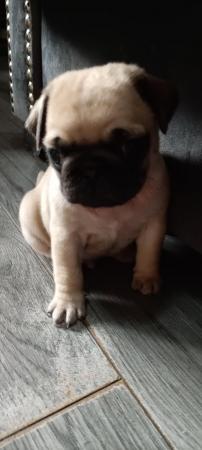 Image 17 of Last boy remaining * Pug puppy ready to leave now