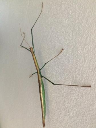 Image 1 of Stick insects Adult Male and Female pair. Marmessoidea