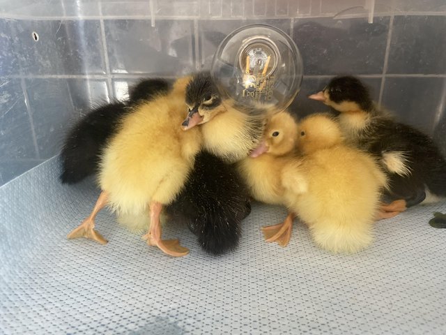 Preview of the first image of Campbell cross ducklings.