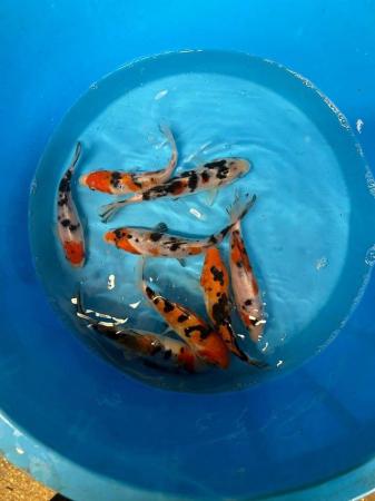 Image 3 of Koi carp all varieties and sizes.