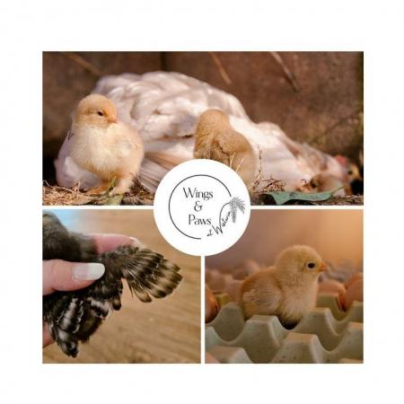 Image 7 of Home Reared Pekin Bantams - Hatching Eggs/Chicks/Pullets/POL