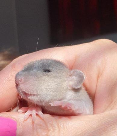 Image 2 of Beautiful baby dumbo rats available