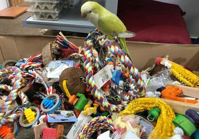 Image 2 of Bird Toys And Accessories Available At The Marp Centre