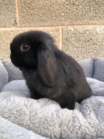 Image 2 of *RESERVED* 1 baby mini lop boy ready to reserve