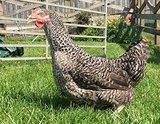 Image 5 of Hens for sale..strong healthy birds..soon be laying....