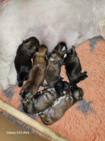 Image 6 of Lhasa apso puppies for sale