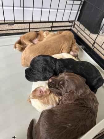 Image 6 of Adorable Cockapoo puppies (vet checked)