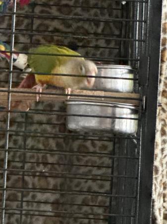 Image 4 of Pineapple conure with full set up