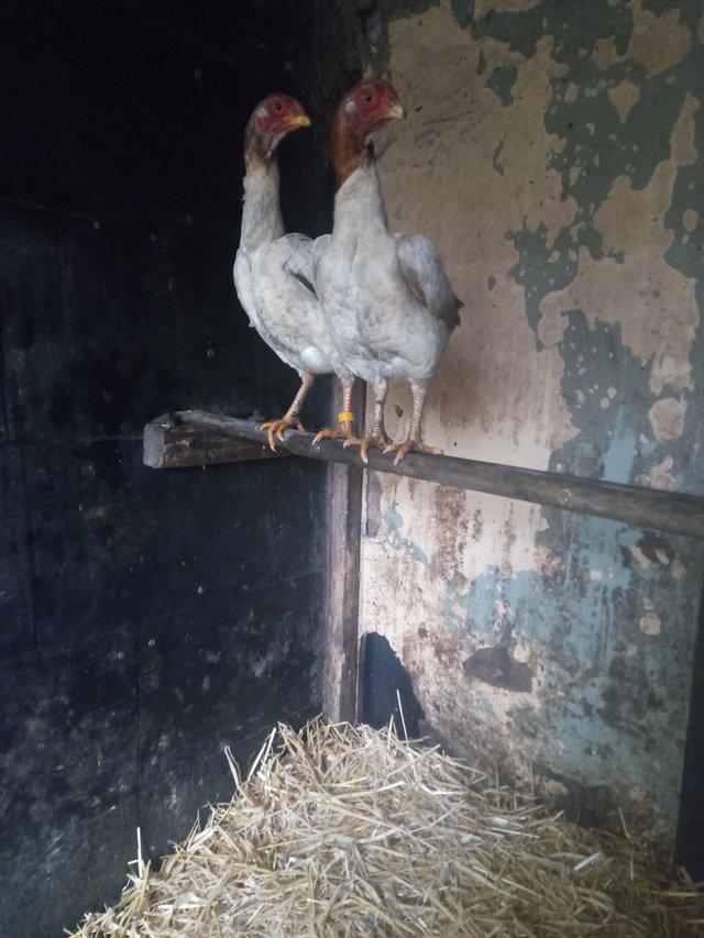 Preview of the first image of Trio of asil / aseel bantams.