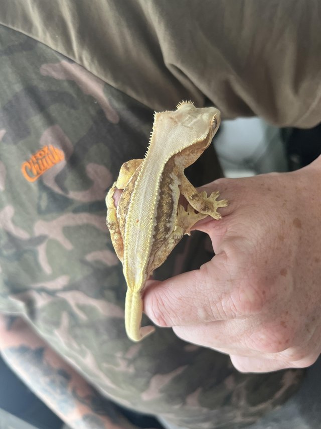 Preview of the first image of Adult female Lilly white crestie and enclosure.