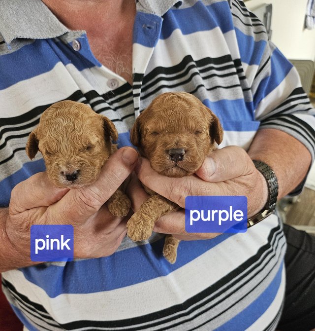 Preview of the first image of Cavapoo f1b puppies looking for 5* homes.