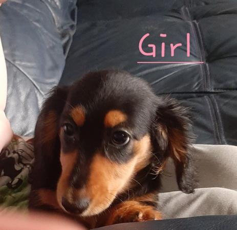 Image 27 of Long haired miniture dachshund pups.