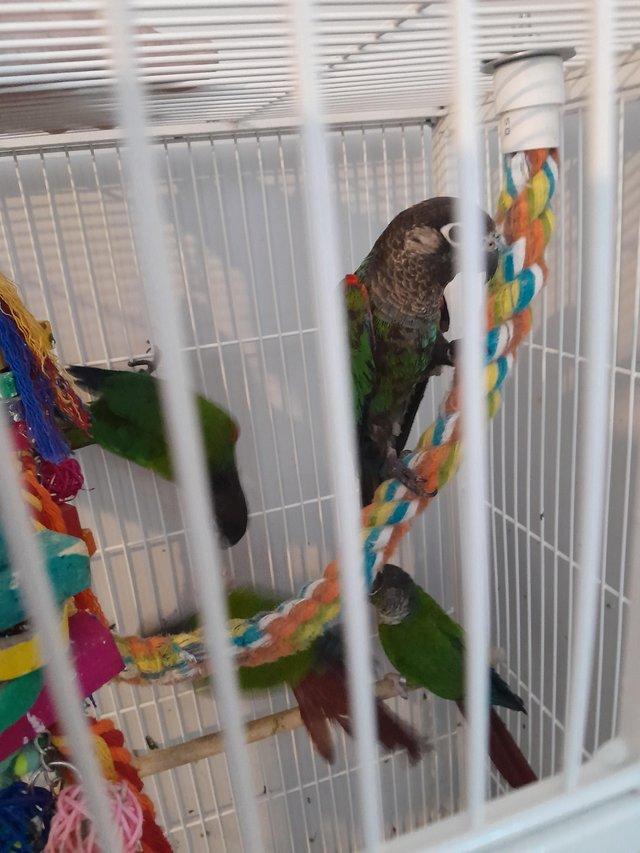 Preview of the first image of conure parrots pairs bird.