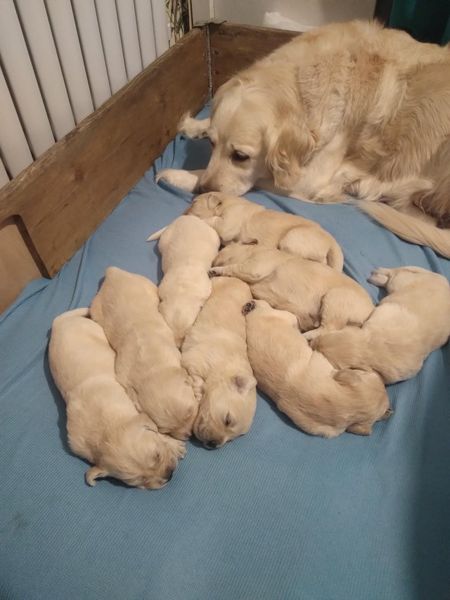 Preview of the first image of Golden retriever puppies for sale.