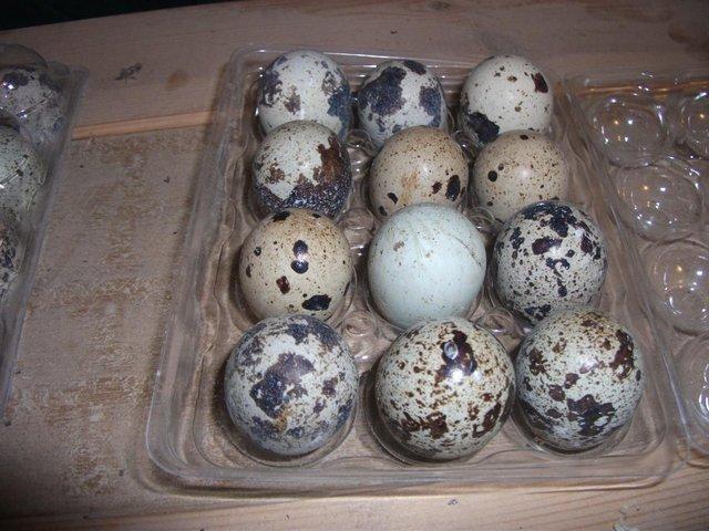 Preview of the first image of Japanese and Italian Gold Quail eggs. Fertile.