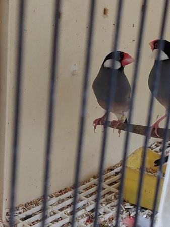 Image 2 of Java sparrows available 22/23