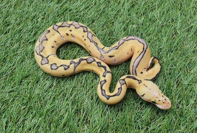 Image 3 of Pastel Enchi Clown Female royal python