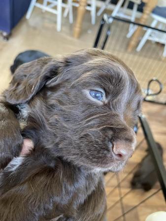Image 6 of KC Cocker spaniel puppies for sale