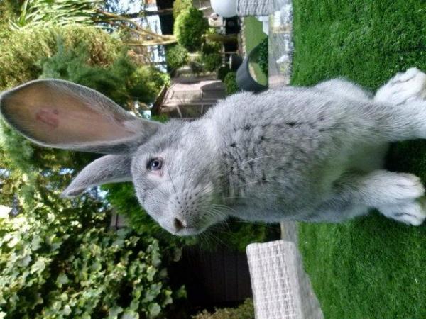 Image 5 of Quality Bred Pure Continental Giant Baby Rabbits