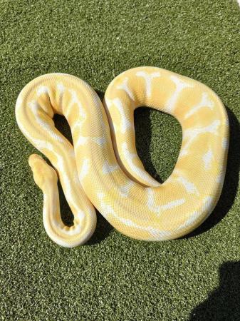 Image 2 of Ball python collection for sale