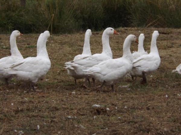 Image 2 of For Sale Ebden Geese, Males and Females.