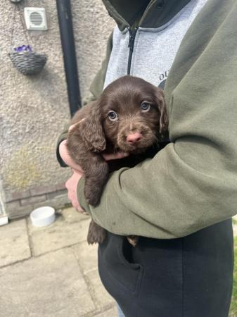 Image 1 of Cocker/Sprocker puppies for sale