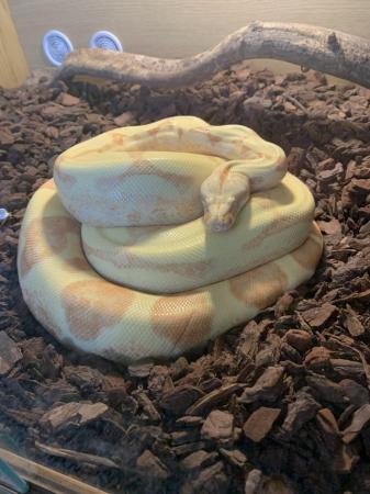 Image 11 of Female and male boas with set ups