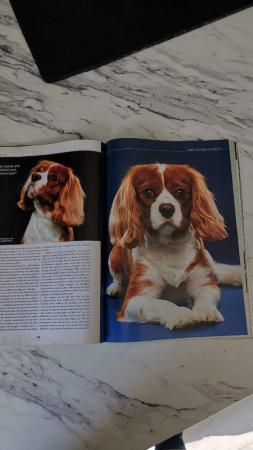 Image 14 of Extensively Health Tested Cavalier King Charles Spaniel Stud