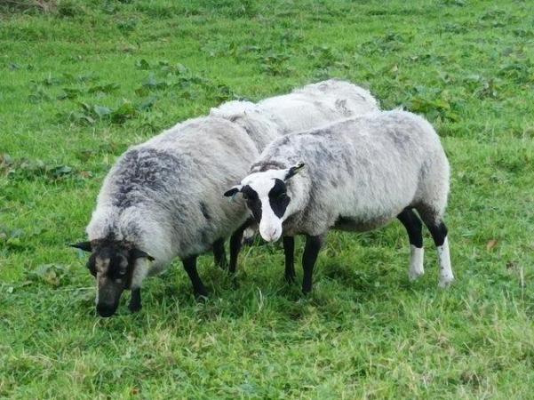 Image 3 of Shetland sheep and X breds for sale
