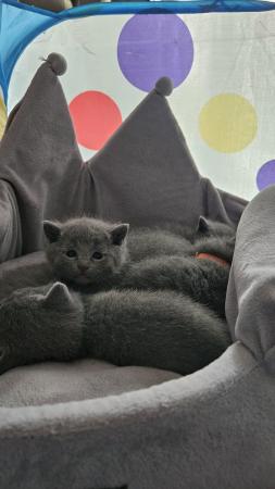 Image 7 of Pure beautiful Russian Blue kittens