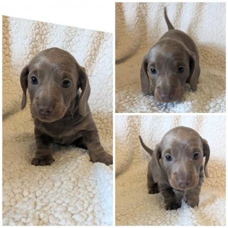 Image 8 of miniature dachshund puppies for sale