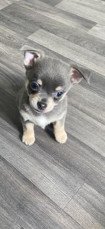 Image 5 of White / cream male chihuahua pup *ready now*
