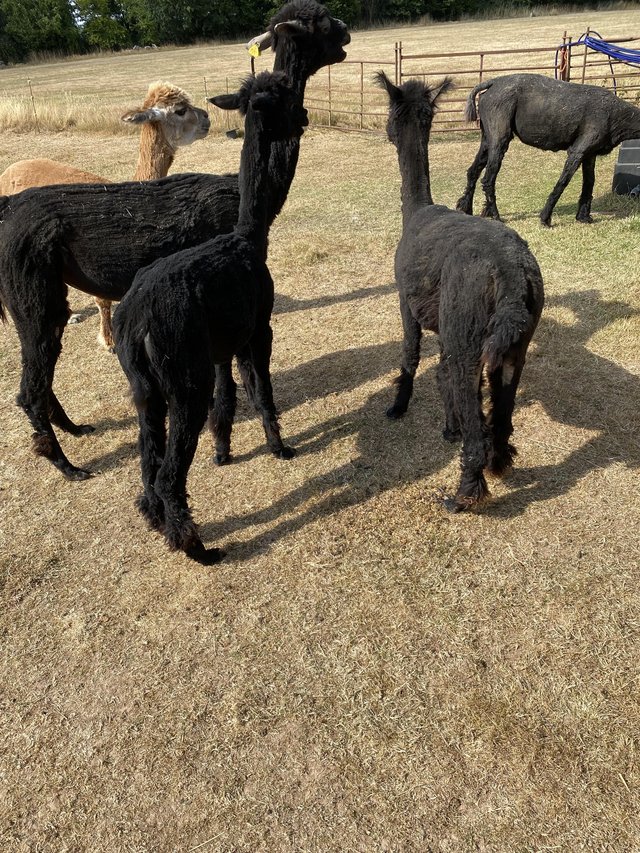Preview of the first image of Alpacas various available.