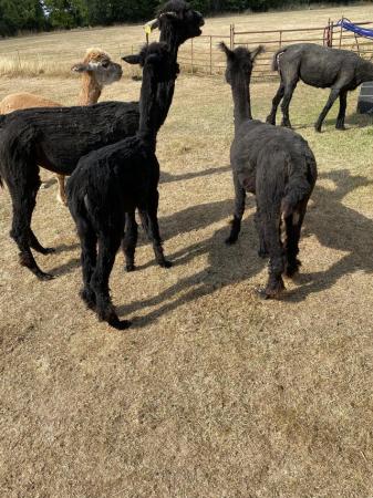 Image 1 of Alpacas various available