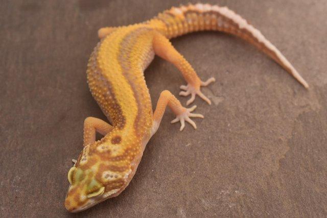 Image 6 of 2023 Leopard gecko Hatchlings available