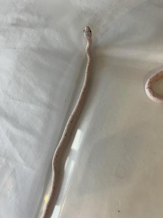 Image 6 of Palmetto corn snakes for sale