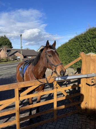 Image 1 of Gorgeous 16hh TB Gelding