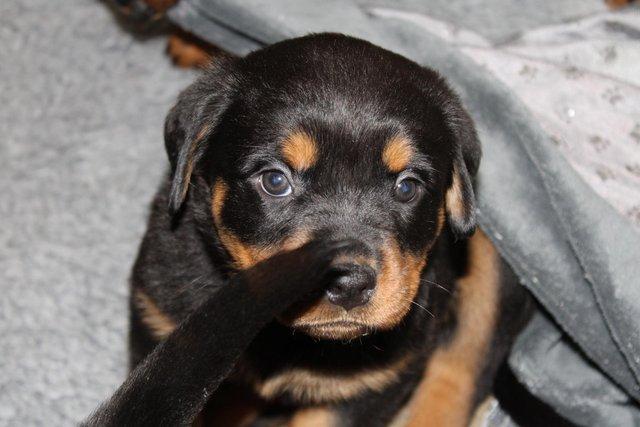 Image 15 of Gorgeous Rottweiler Pups not to be missed