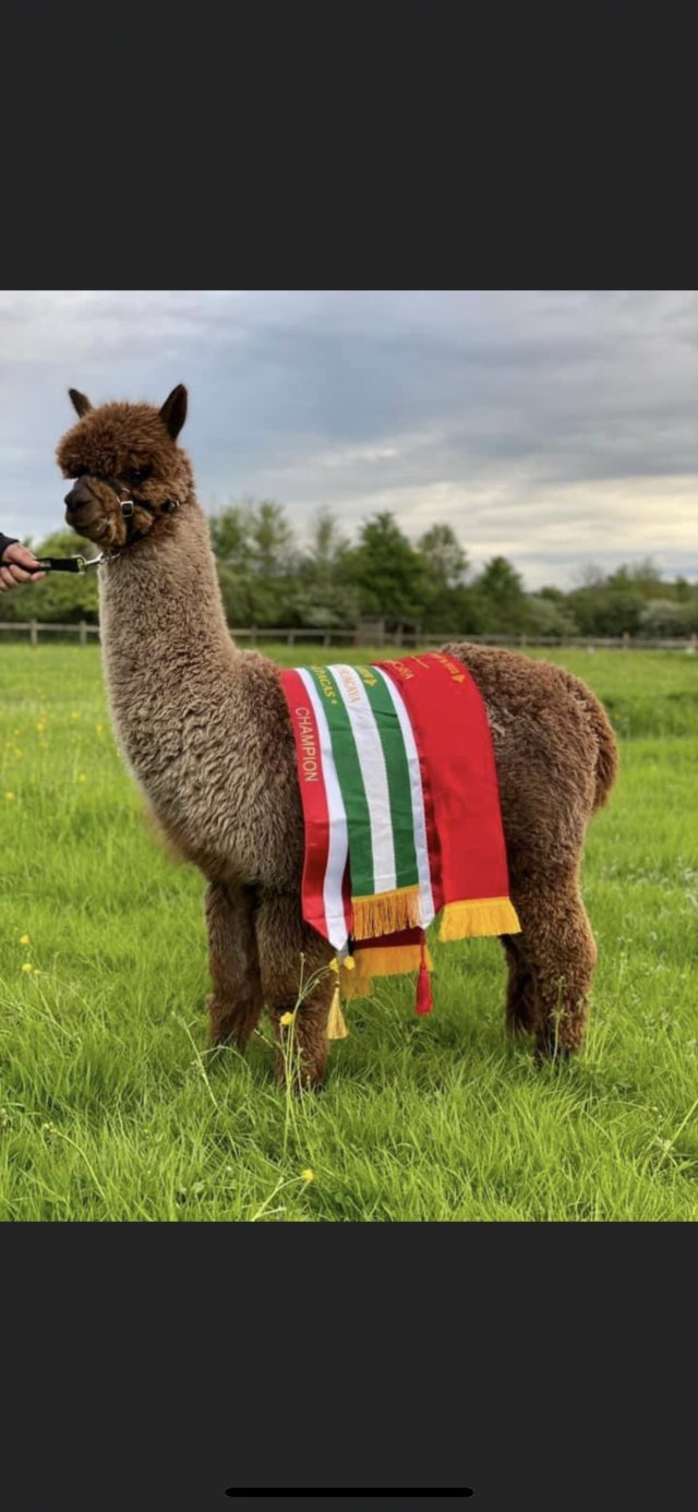 Preview of the first image of champion bloodlines grey male alpaca and wether companion.
