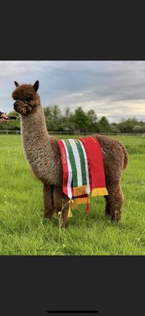 Image 1 of champion bloodlines grey male alpaca and wether companion