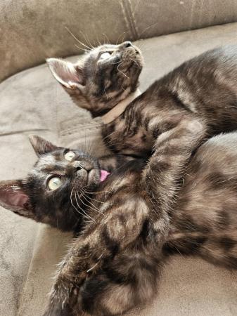 Image 17 of Tica Reg Bengal Kittens for loving home