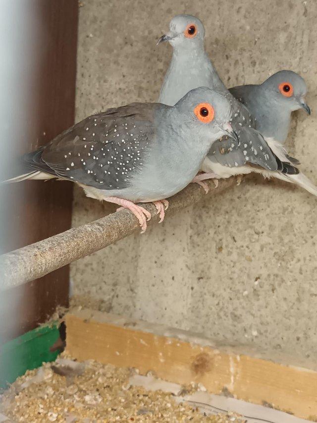Preview of the first image of Diamond Doves male and female £15 each or £25 a pair.