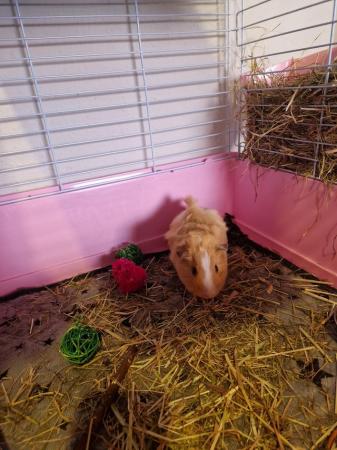 Image 4 of Male Guinea pig for sale